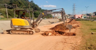 Avenida Bertioga será revitalizada com Palmeiras “Jerivá” em Várzea Avenida Bertioga será revitalizada com Palmeiras “Jerivá” em Várzea