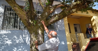 Vistoria preventiva avalia condição de árvores da cidade Vistoria preventiva avalia condição de árvores da cidade