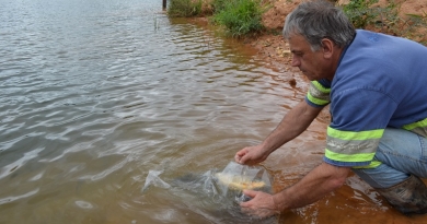 Para controle da vegetação, 500 peixes são soltos na represa Para controle da vegetação, 500 peixes são soltos na represa