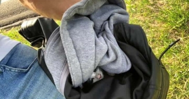 Motociclista salva gatinho em rodovia Motociclista salva gatinho em rodovia
