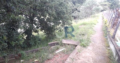 Leitor reclama de mato ao lado de creche Leitor reclama de mato ao lado de creche